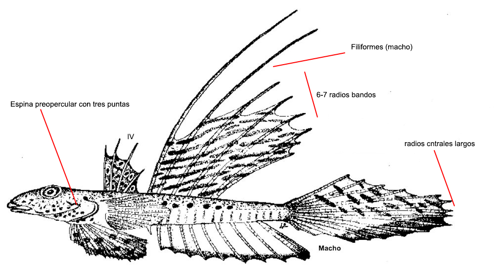 Callionymus pusillus_0011.jpg